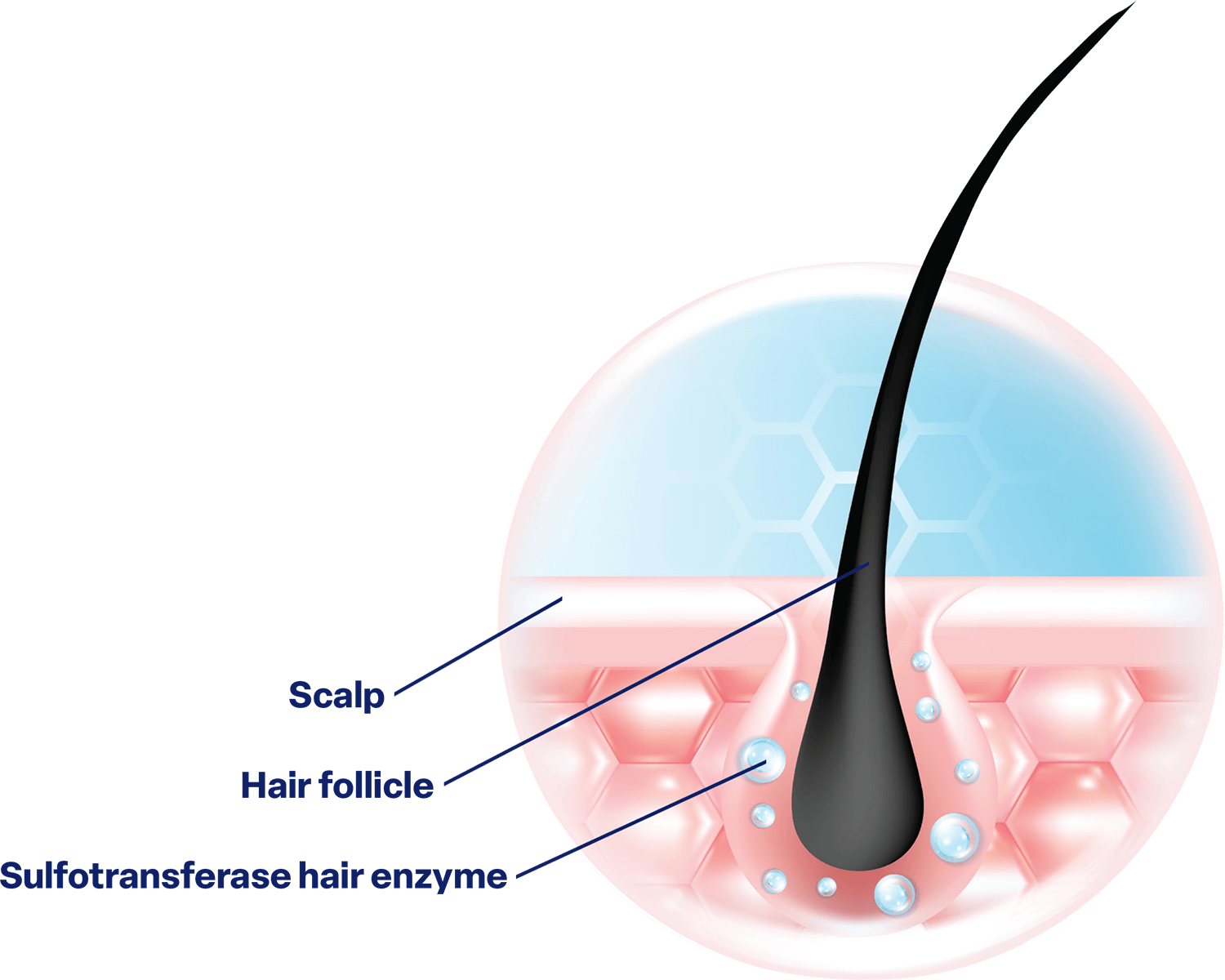 Hair regrowth diagram